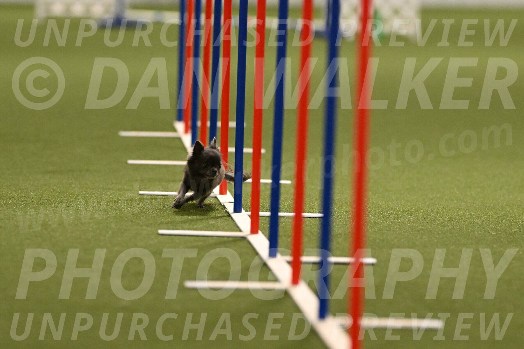 Felina-Samantha-Yanchik-07686