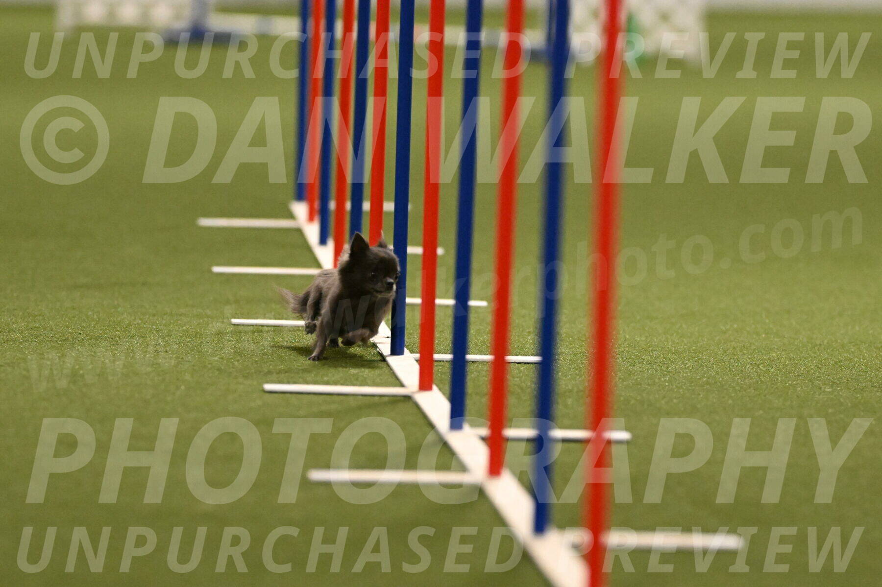 Felina-Samantha-Yanchik-07687