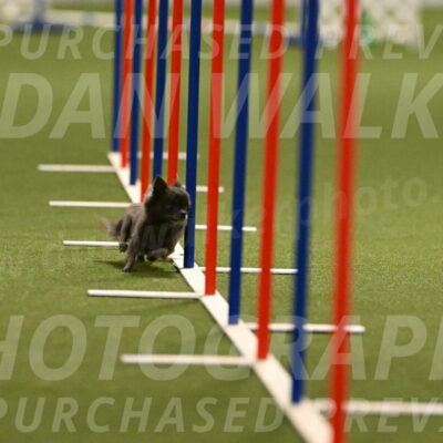 Felina-Samantha-Yanchik-07687