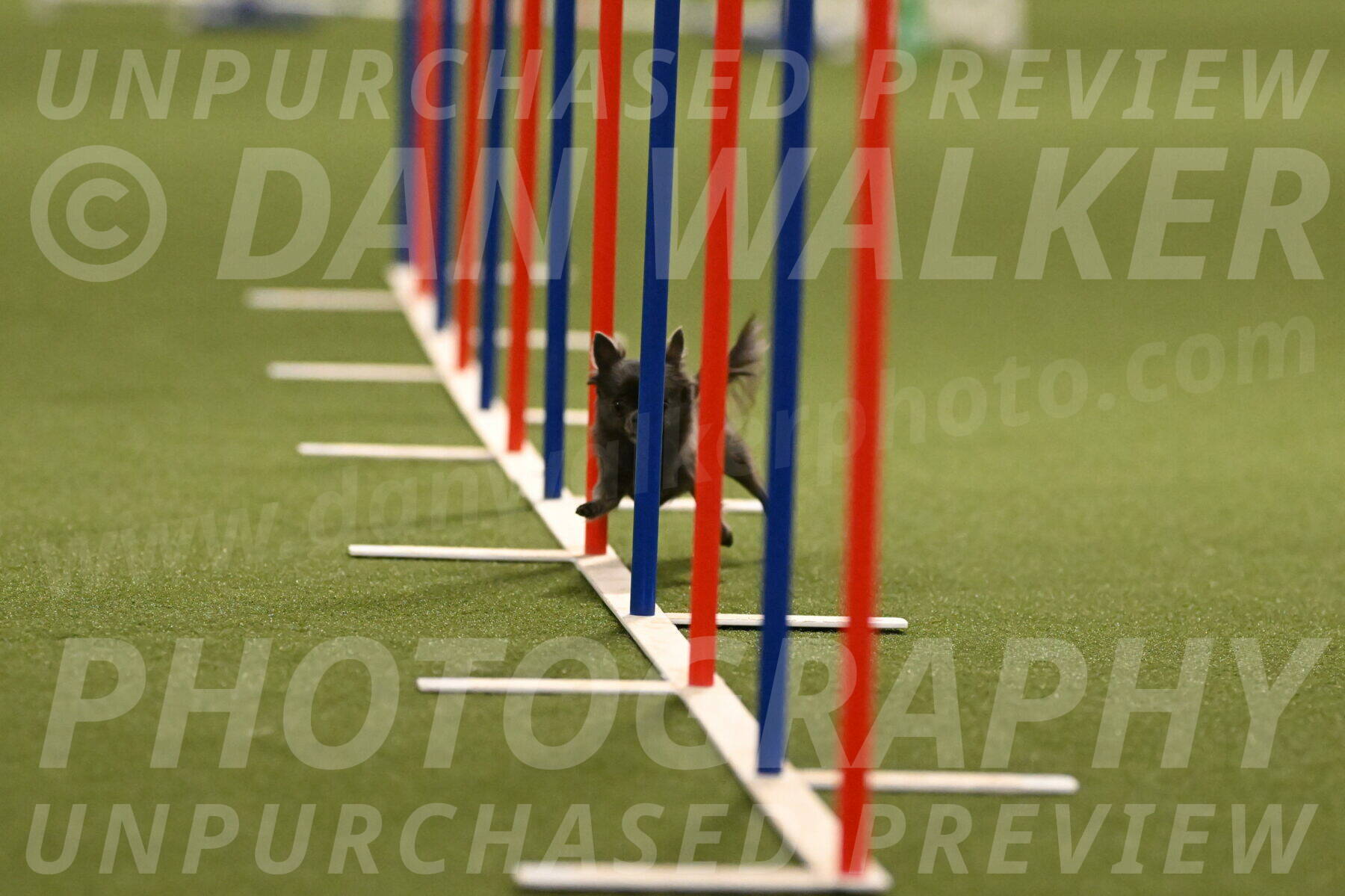 Felina-Samantha-Yanchik-07688