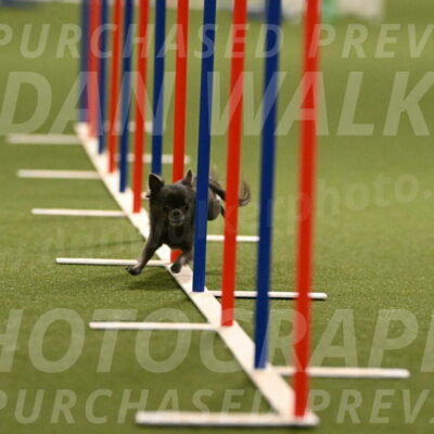 Felina-Samantha-Yanchik-07689