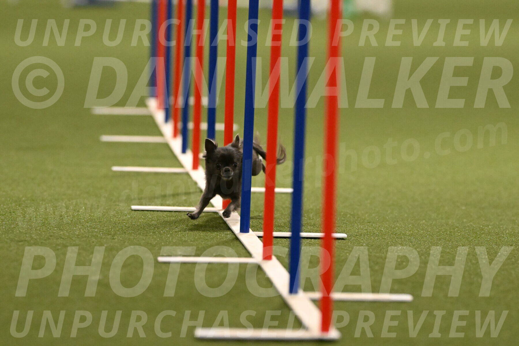 Felina-Samantha-Yanchik-07689