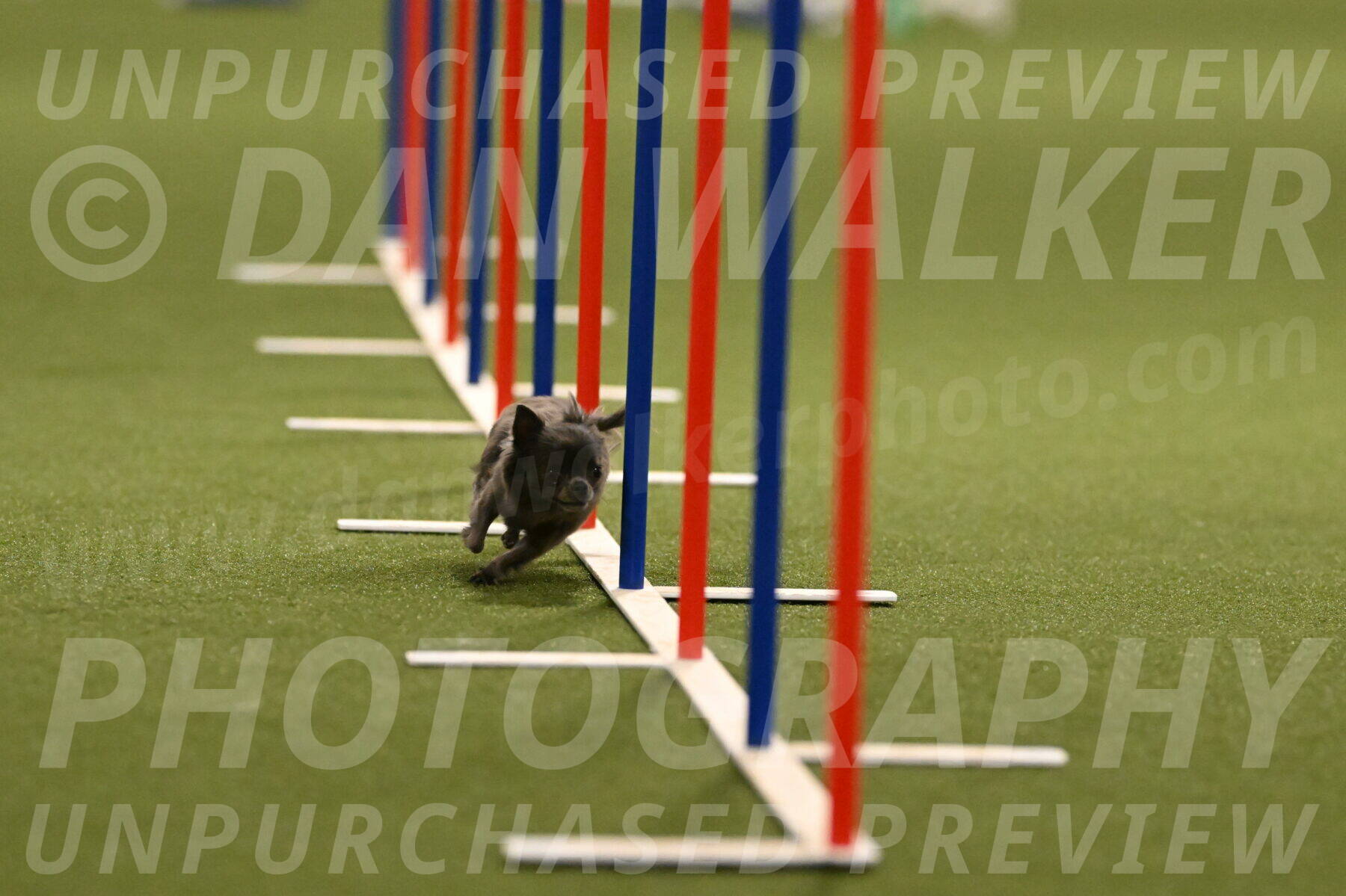 Felina-Samantha-Yanchik-07690