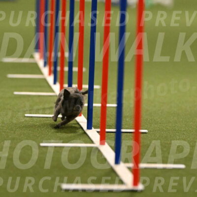 Felina-Samantha-Yanchik-07690