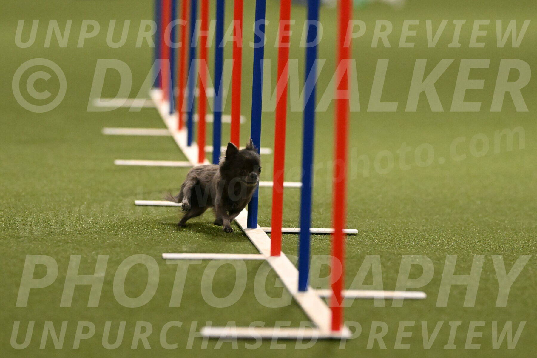 Felina-Samantha-Yanchik-07691