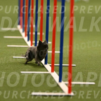 Felina-Samantha-Yanchik-07691