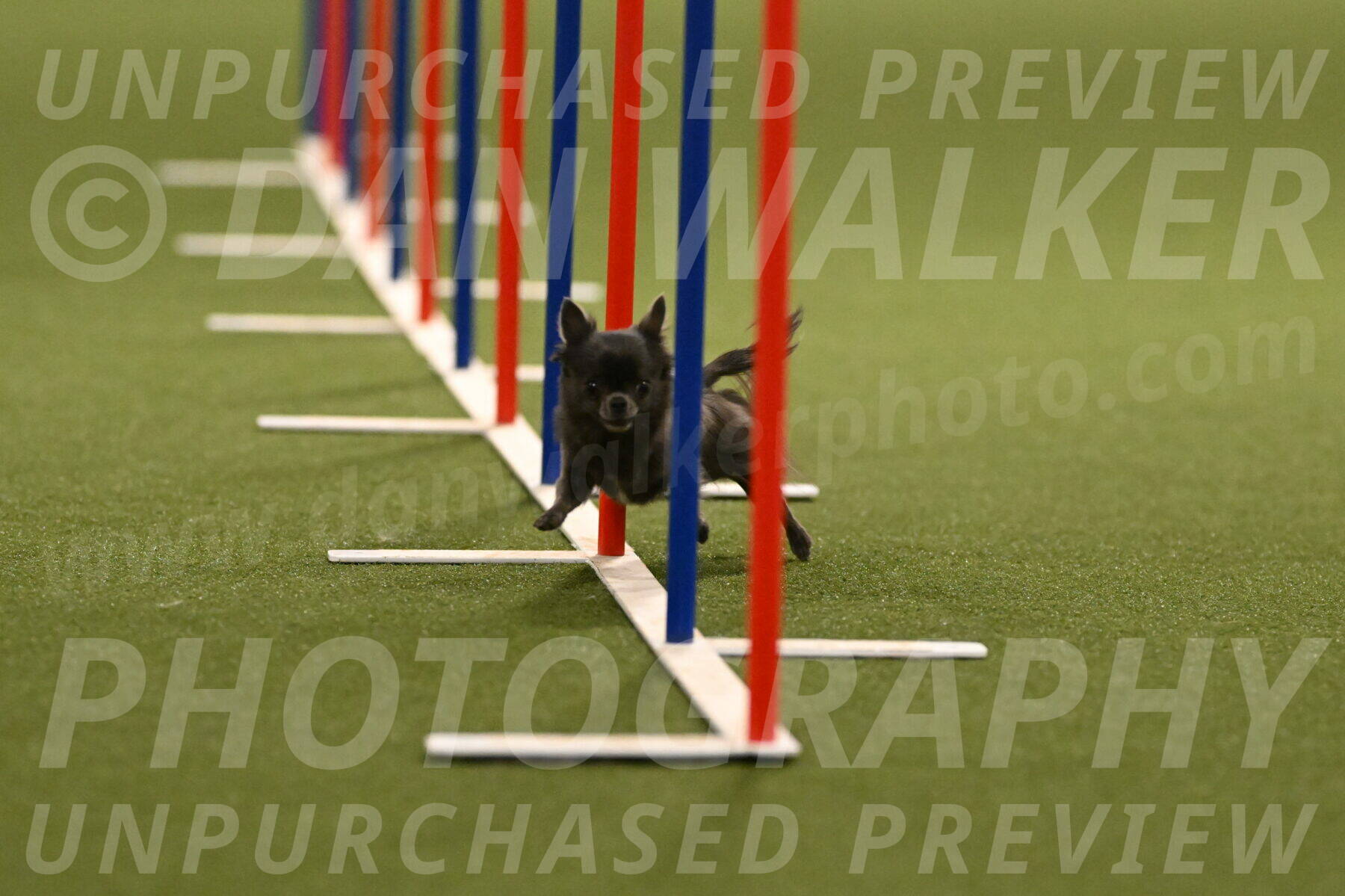 Felina-Samantha-Yanchik-07692