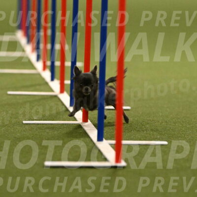 Felina-Samantha-Yanchik-07692