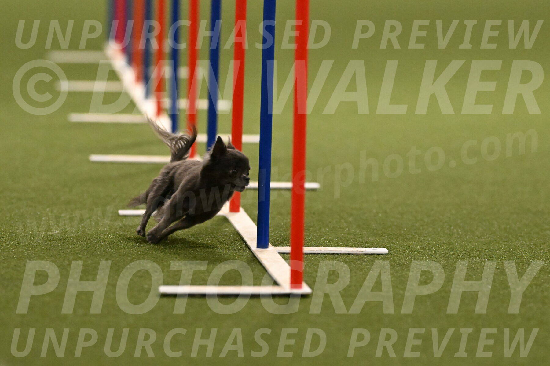 Felina-Samantha-Yanchik-07693