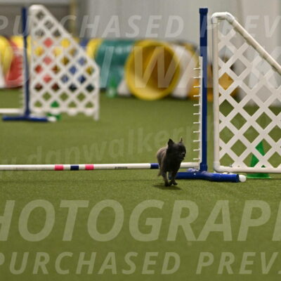 Felina-Samantha-Yanchik-07697