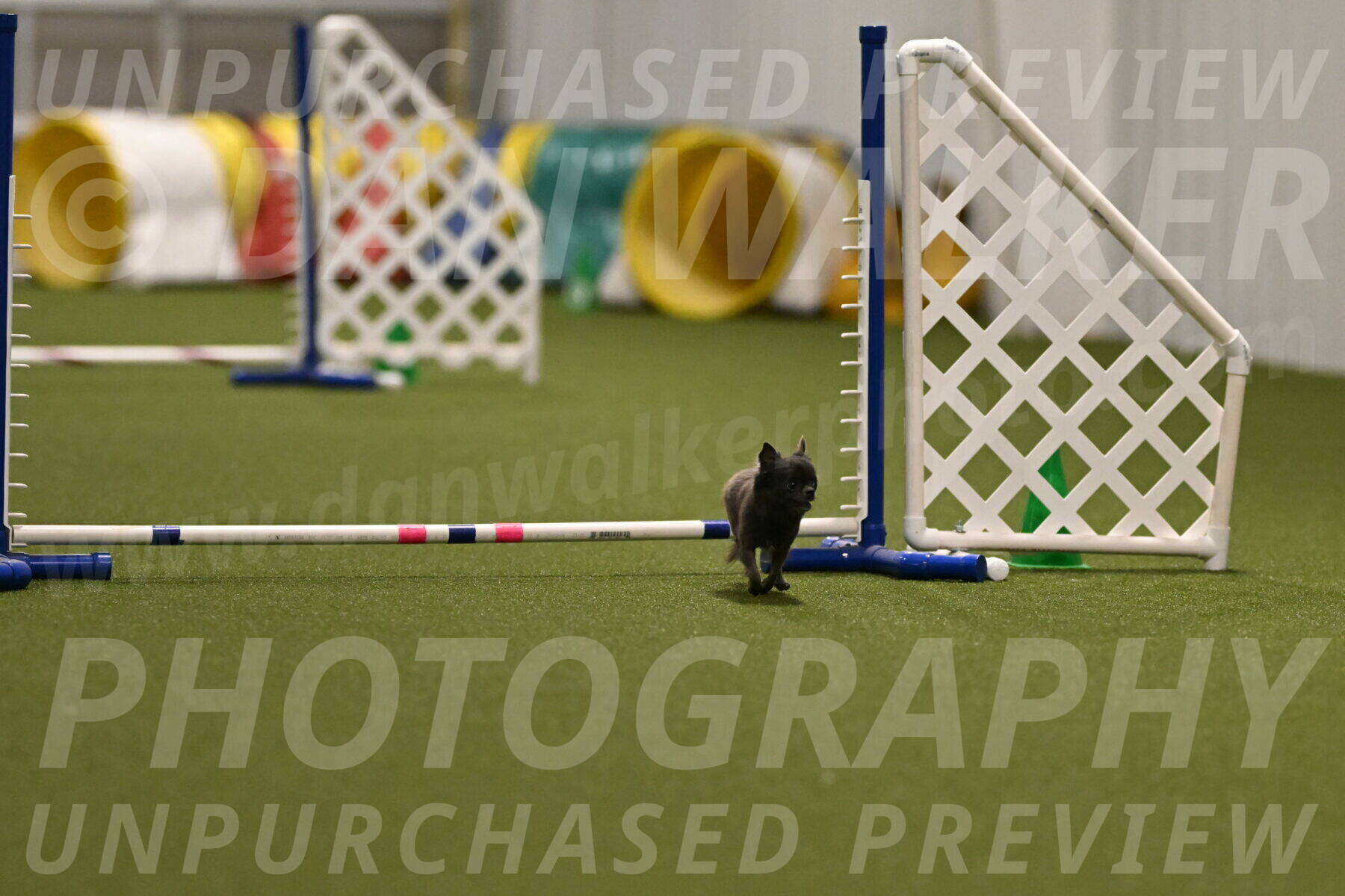 Felina-Samantha-Yanchik-07697