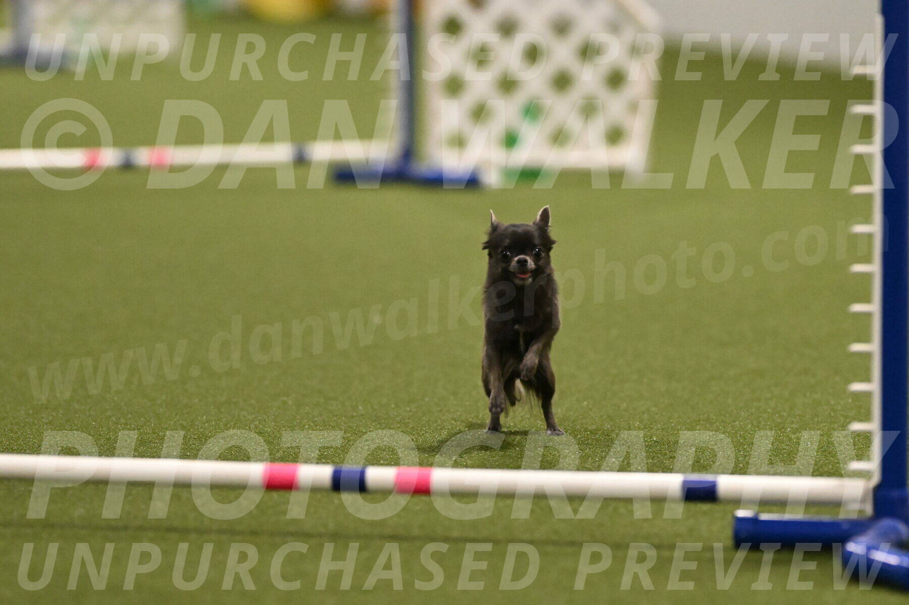 Felina-Samantha-Yanchik-07698