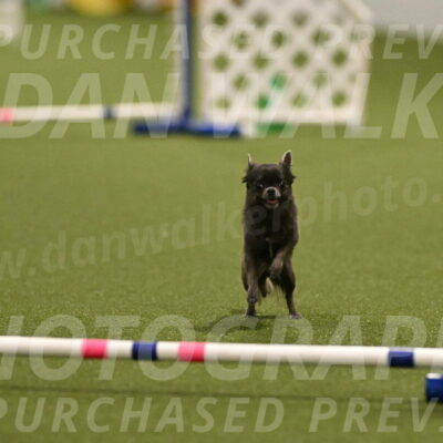 Felina-Samantha-Yanchik-07698