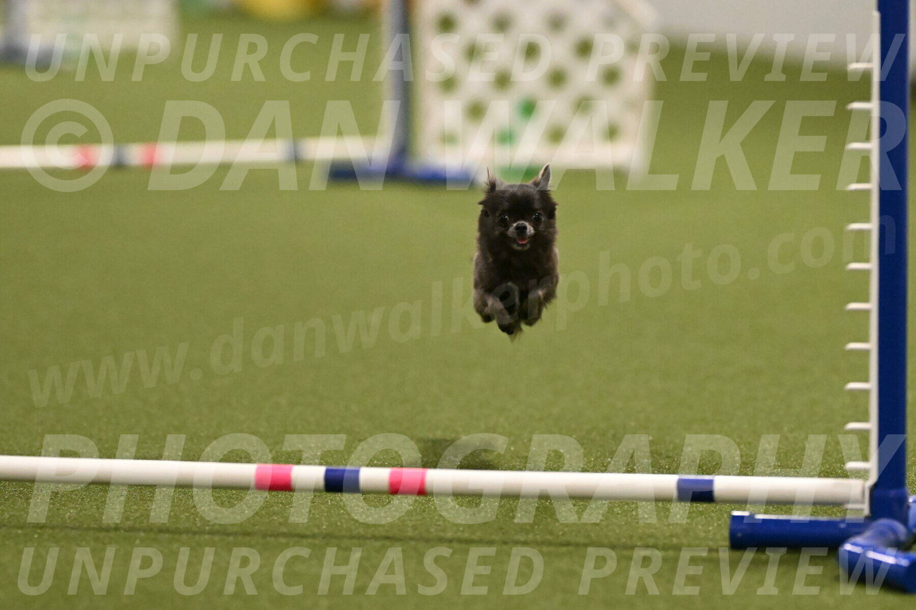 Felina-Samantha-Yanchik-07699