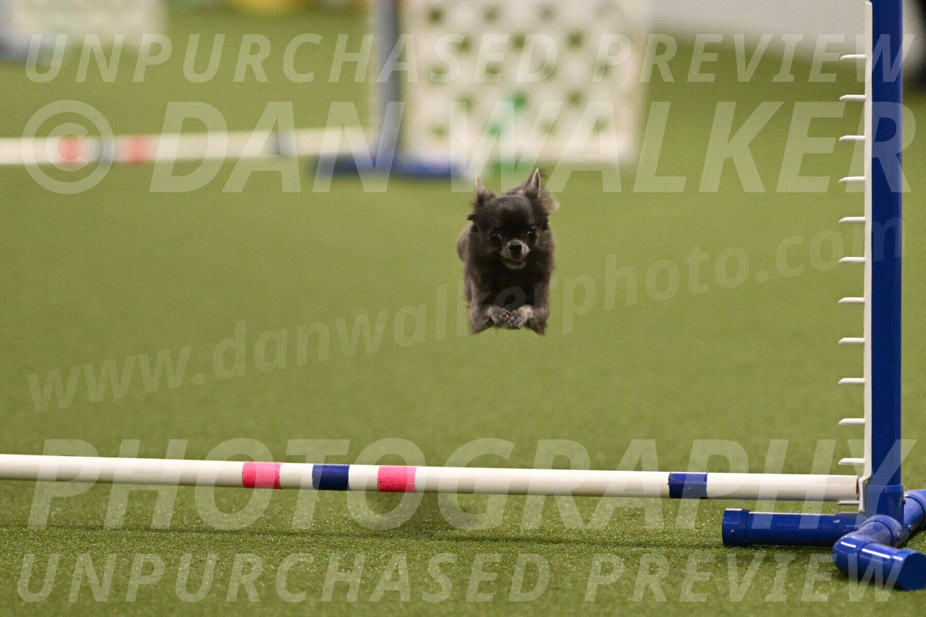 Felina-Samantha-Yanchik-07701