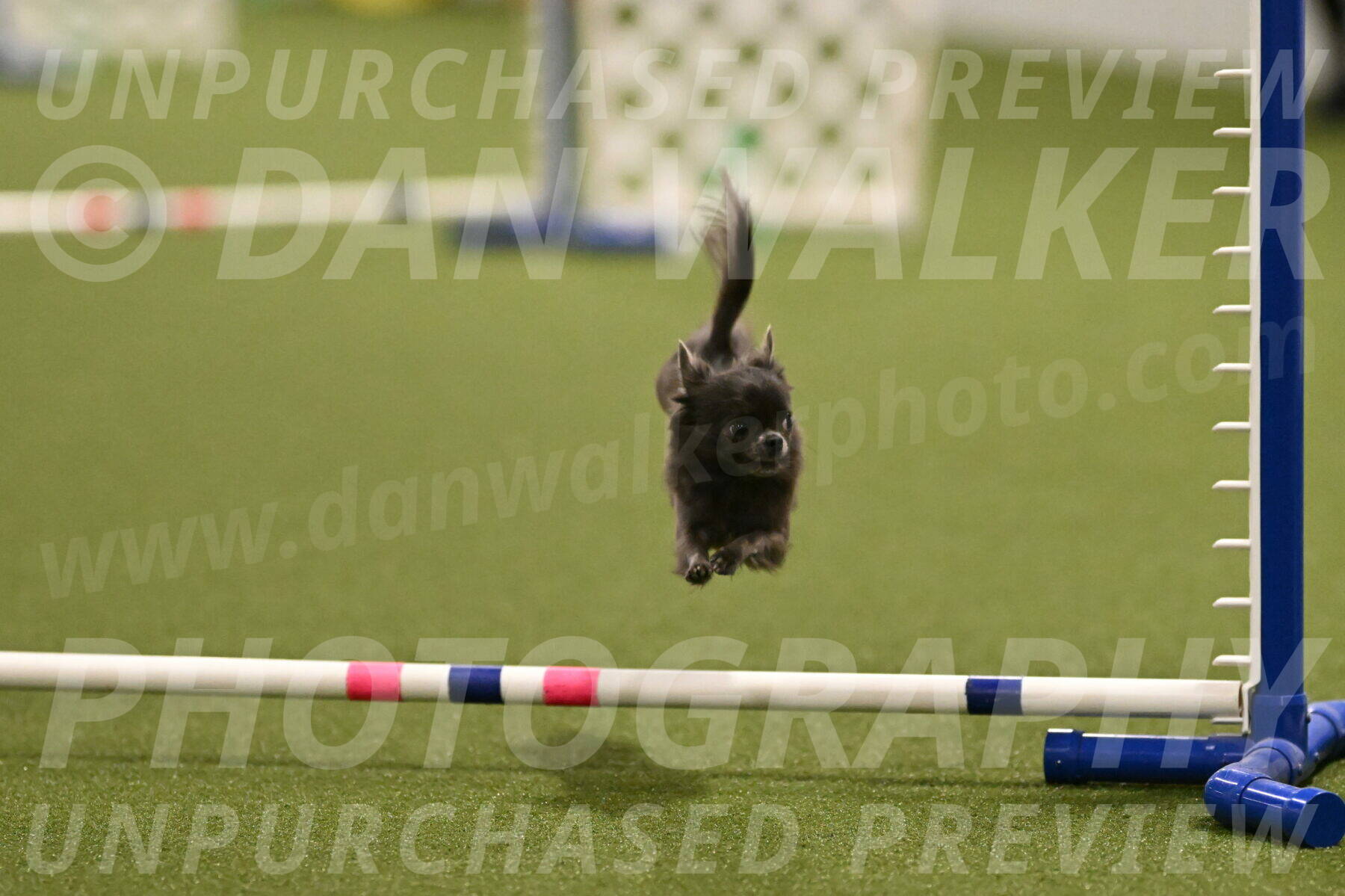 Felina-Samantha-Yanchik-07702