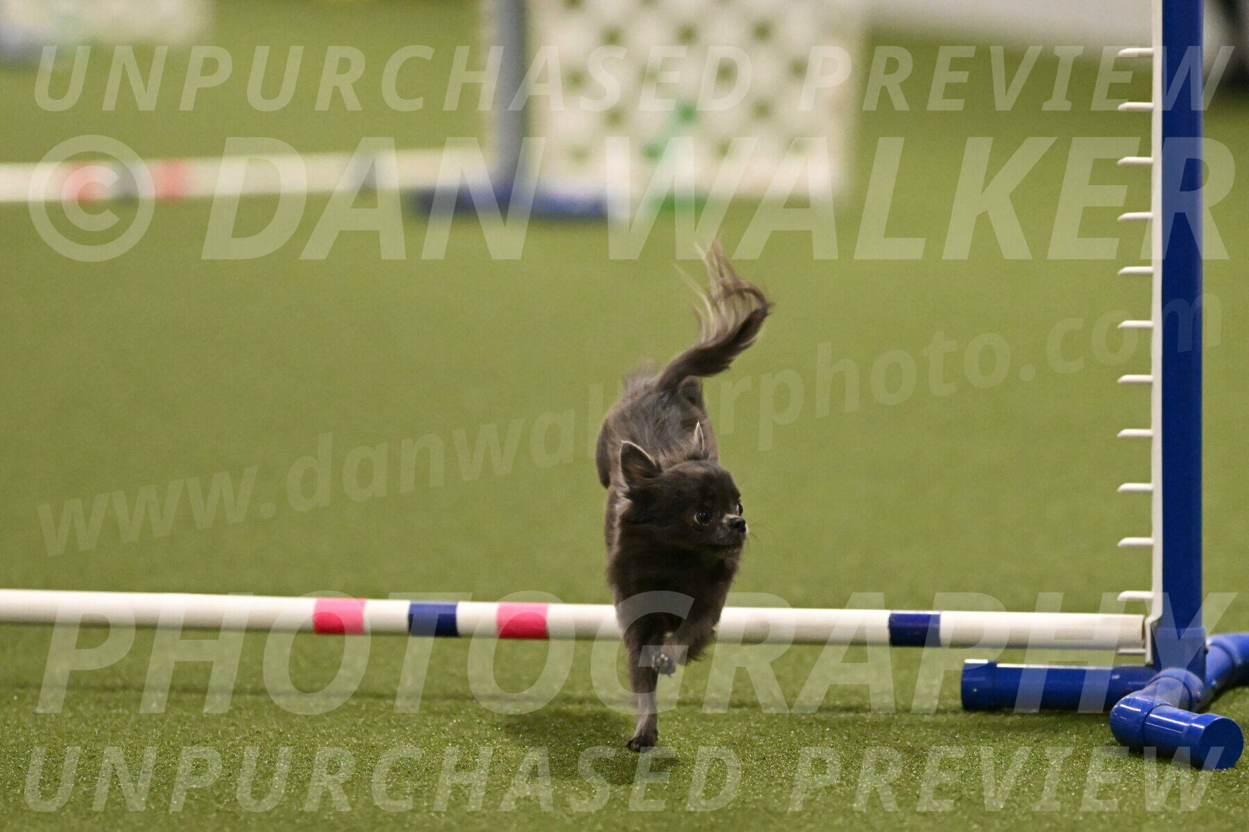 Felina-Samantha-Yanchik-07703