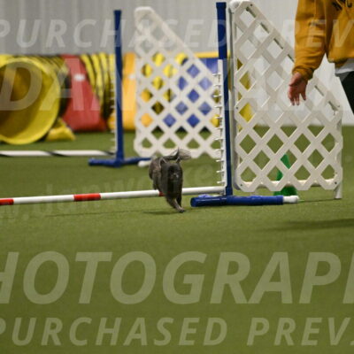 Felina-Samantha-Yanchik-07714