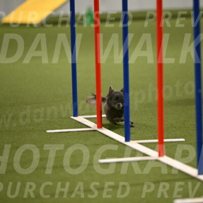 Felina-Samantha-Yanchik-07716