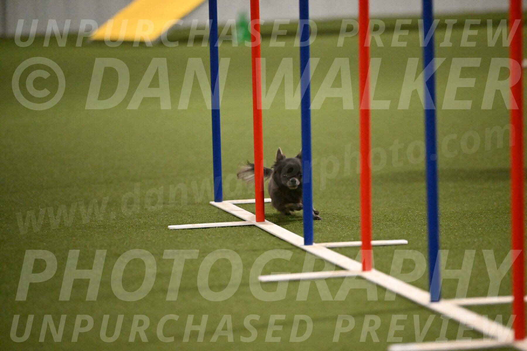 Felina-Samantha-Yanchik-07716