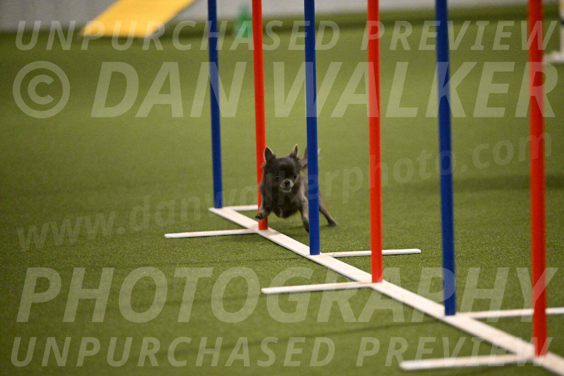 Felina-Samantha-Yanchik-07717