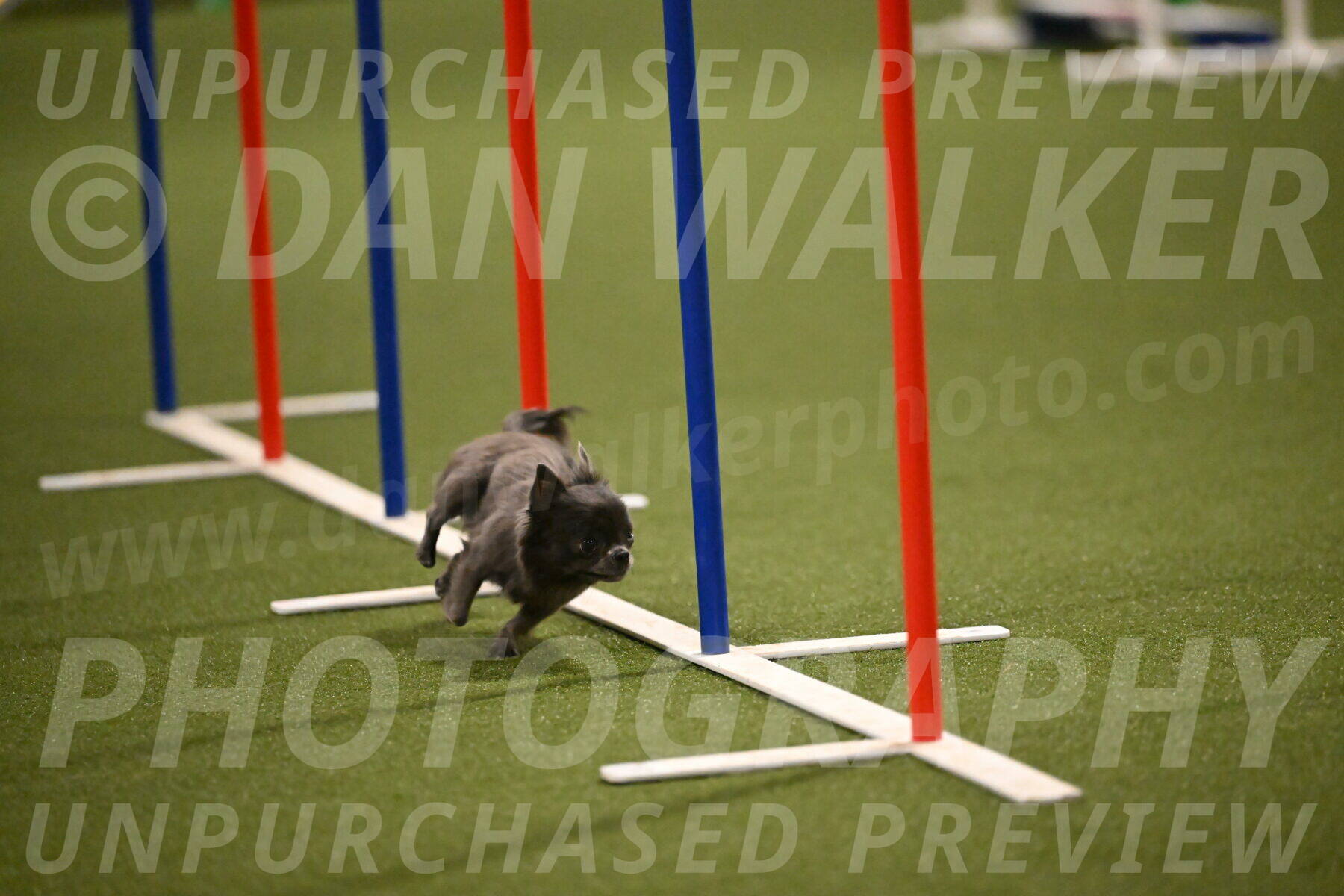 Felina-Samantha-Yanchik-07718