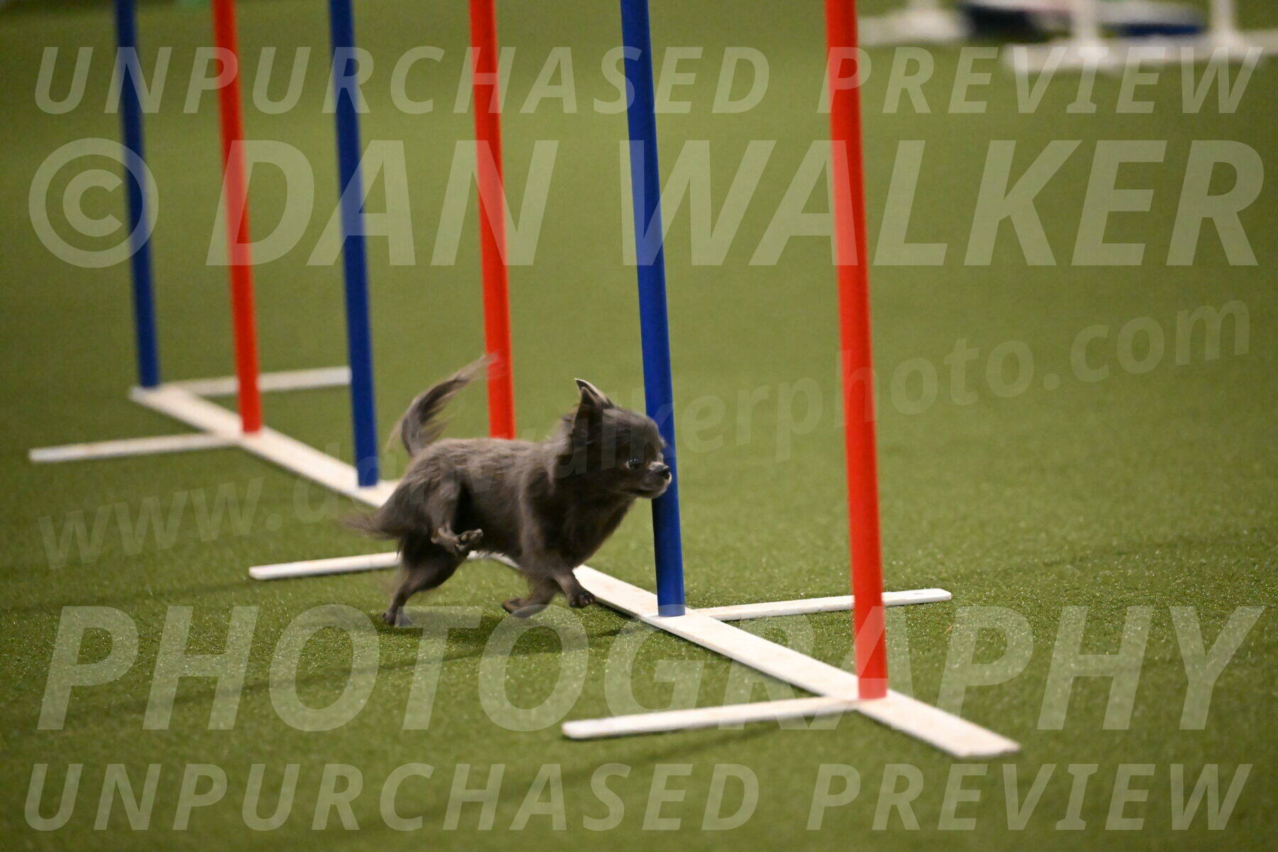 Felina-Samantha-Yanchik-07719