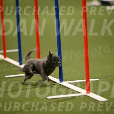 Felina-Samantha-Yanchik-07719