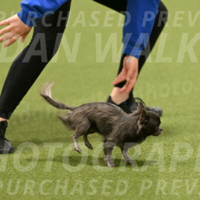 Felina-Samantha-Yanchik-07721