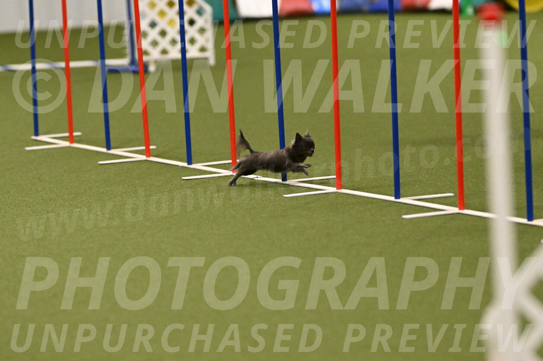 Felina-Samantha-Yanchik-07722