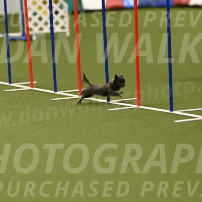 Felina-Samantha-Yanchik-07722