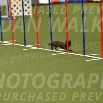 Felina-Samantha-Yanchik-07723