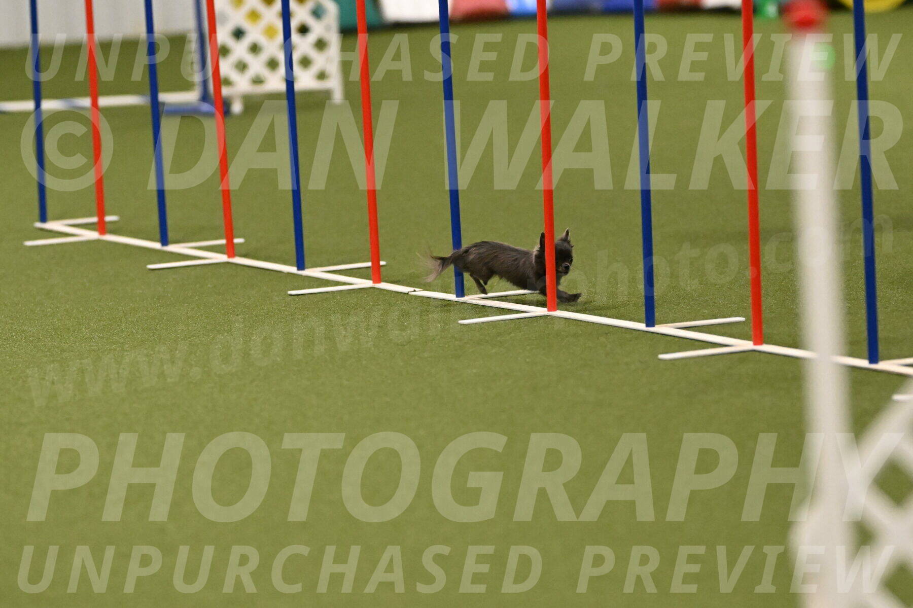 Felina-Samantha-Yanchik-07723