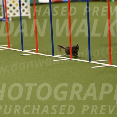 Felina-Samantha-Yanchik-07724