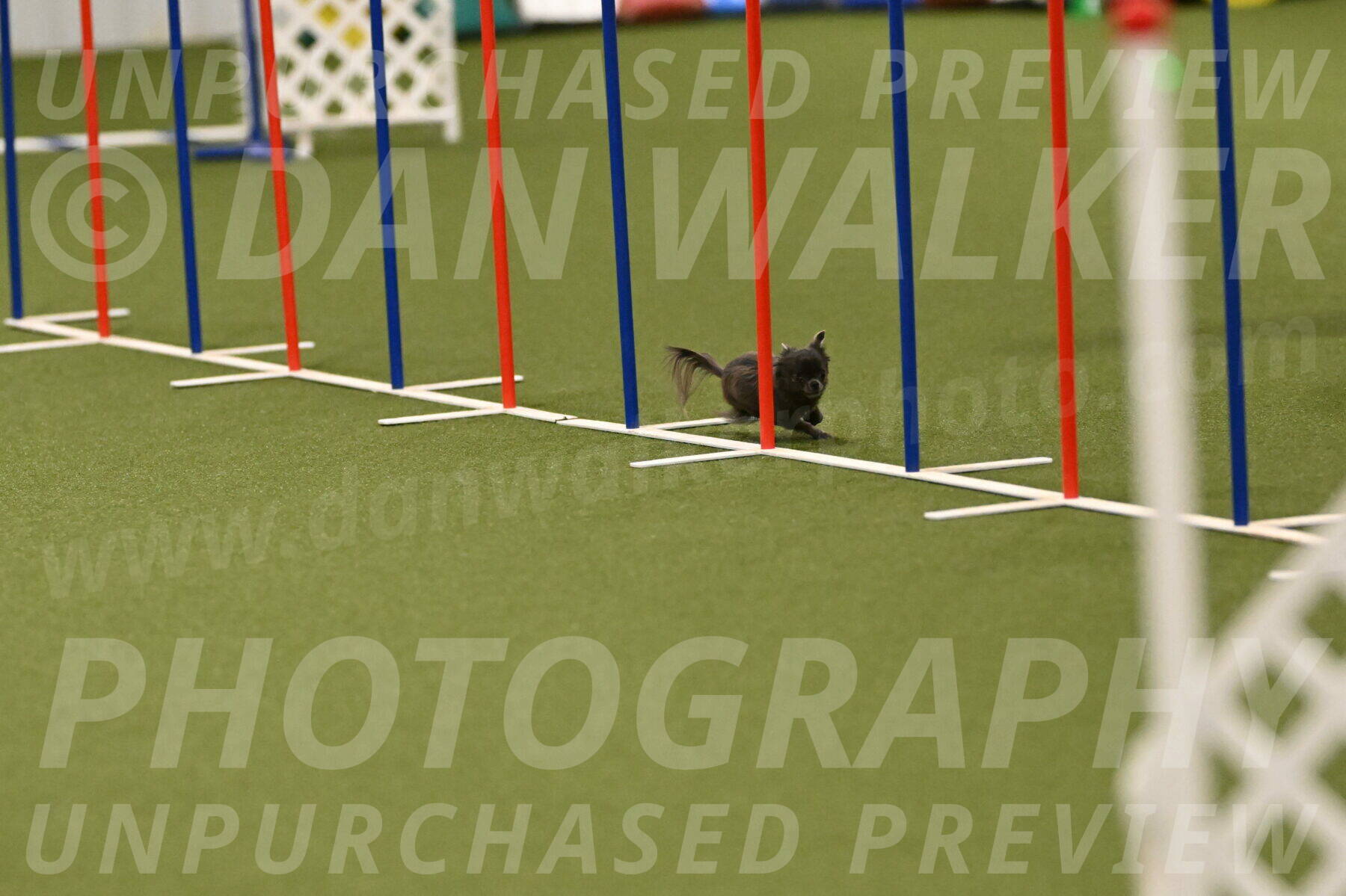 Felina-Samantha-Yanchik-07724