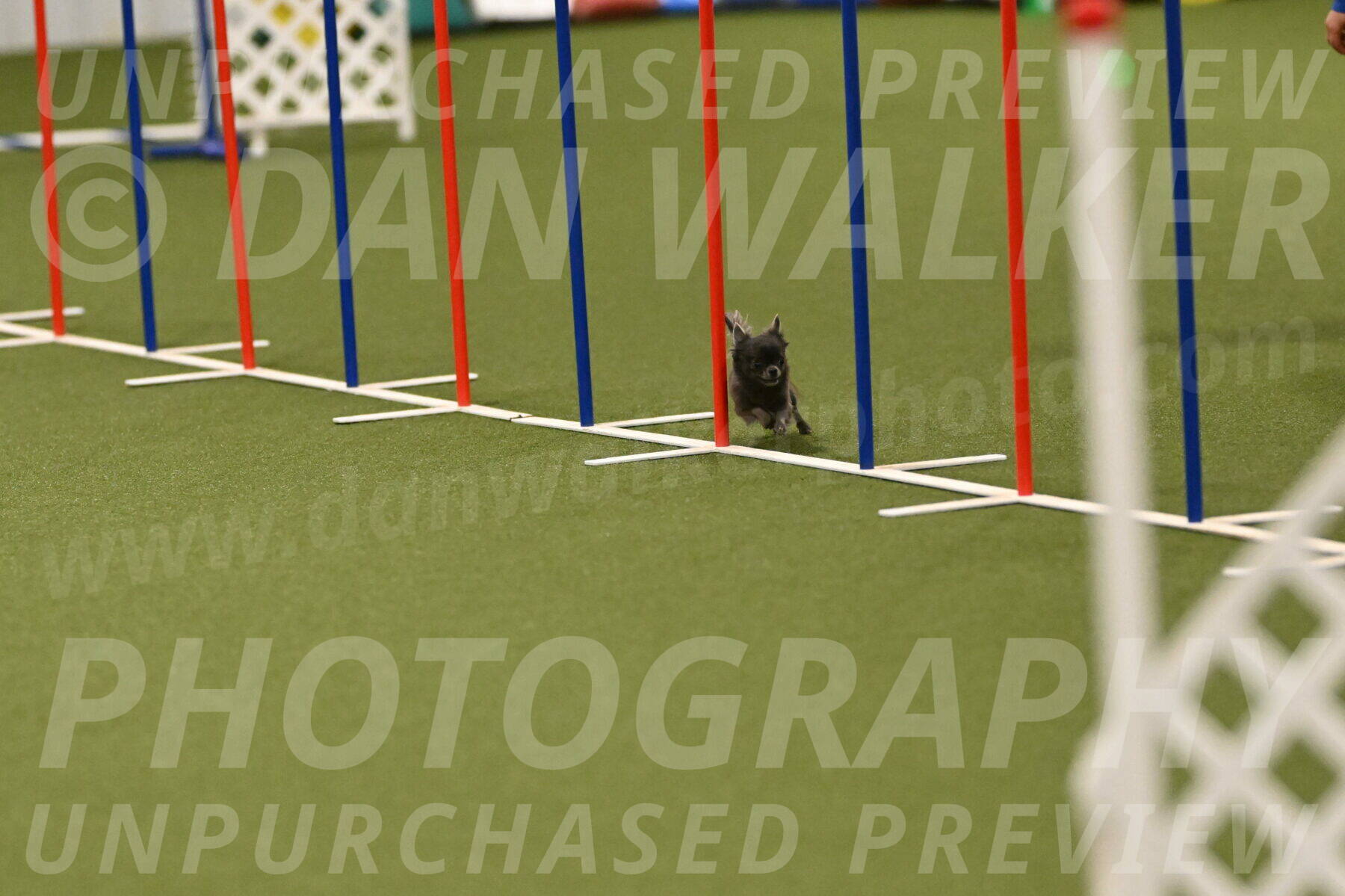 Felina-Samantha-Yanchik-07725