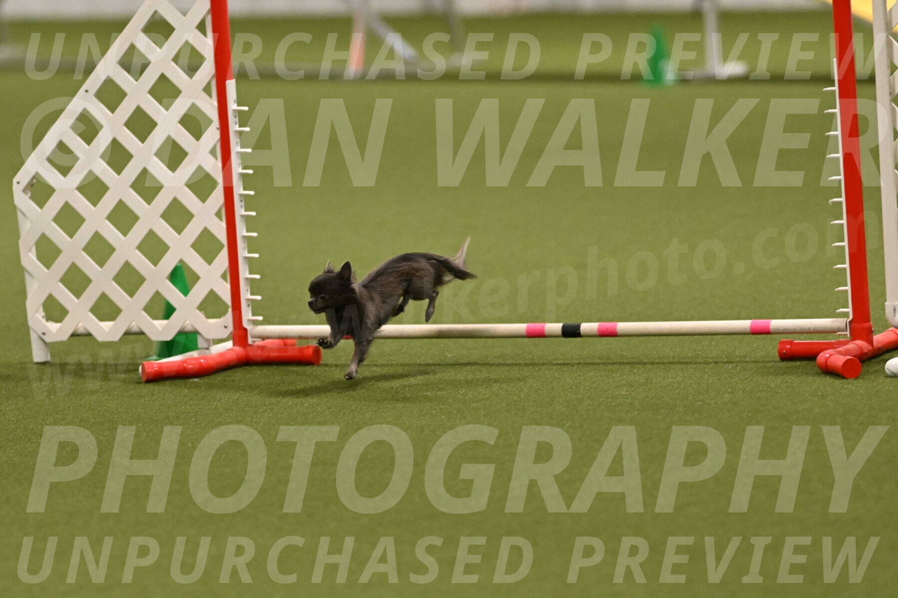 Felina-Samantha-Yanchik-07731