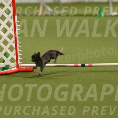 Felina-Samantha-Yanchik-07731