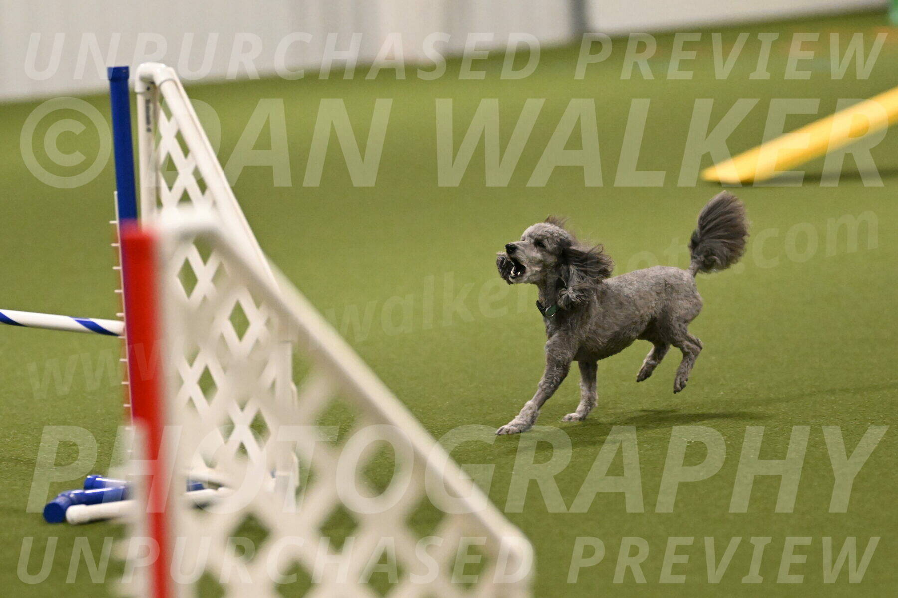 Fizz-Lori-Bieber-00092