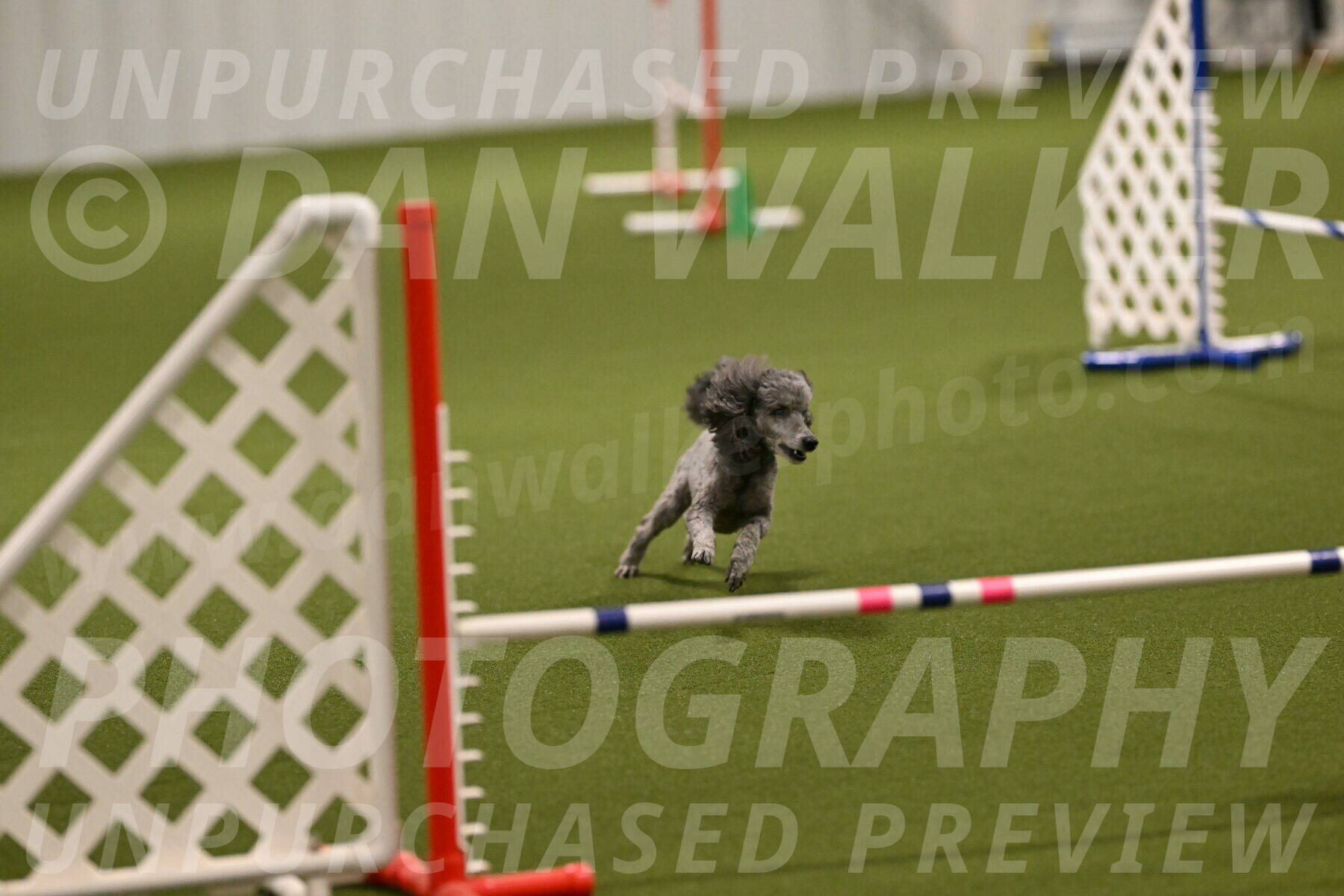 Fizz-Lori-Bieber-00093