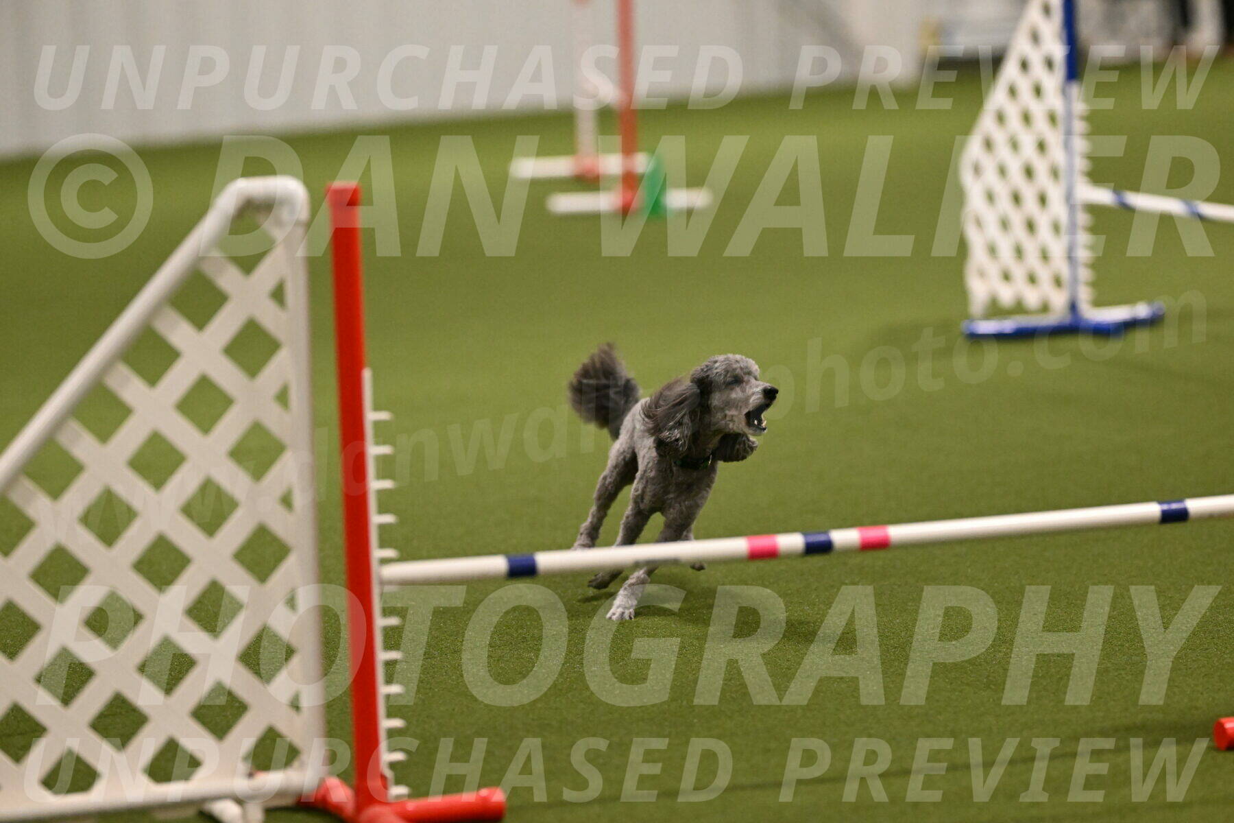 Fizz-Lori-Bieber-00094