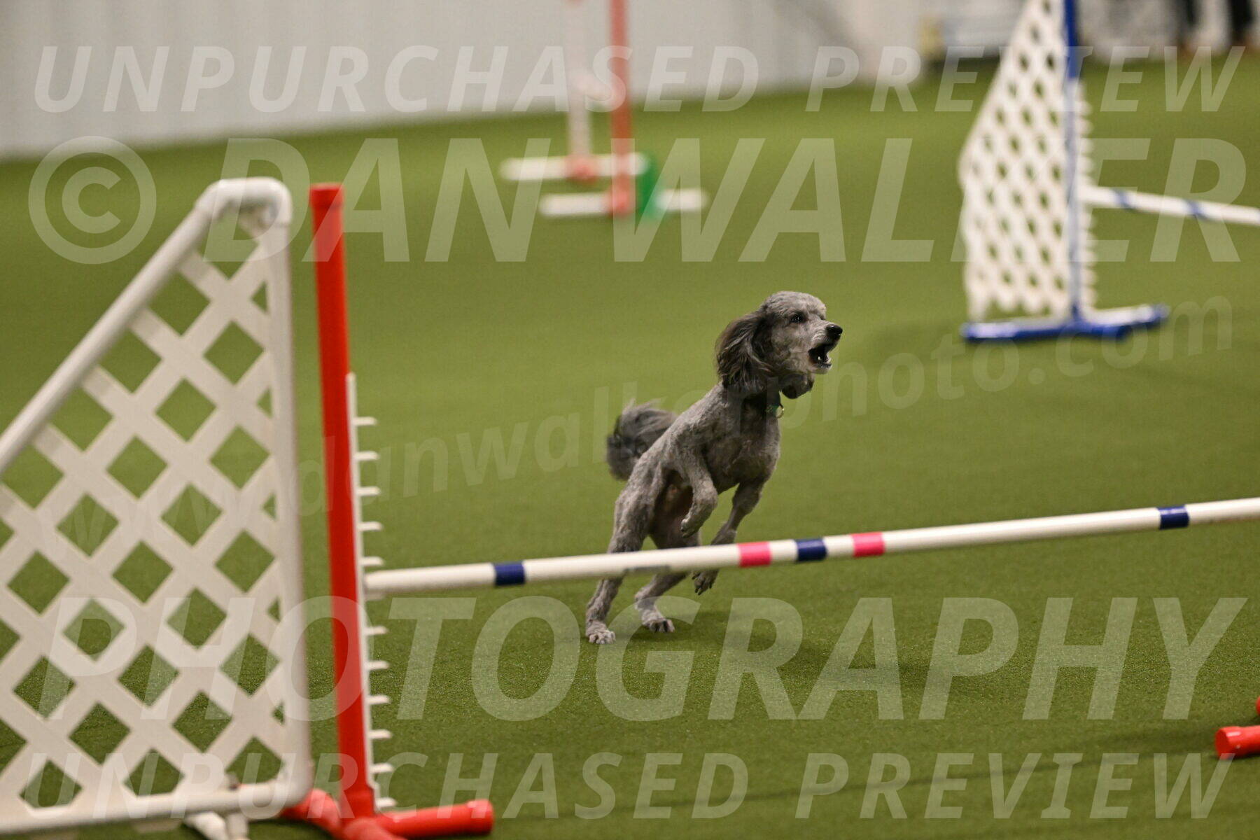 Fizz-Lori-Bieber-00095