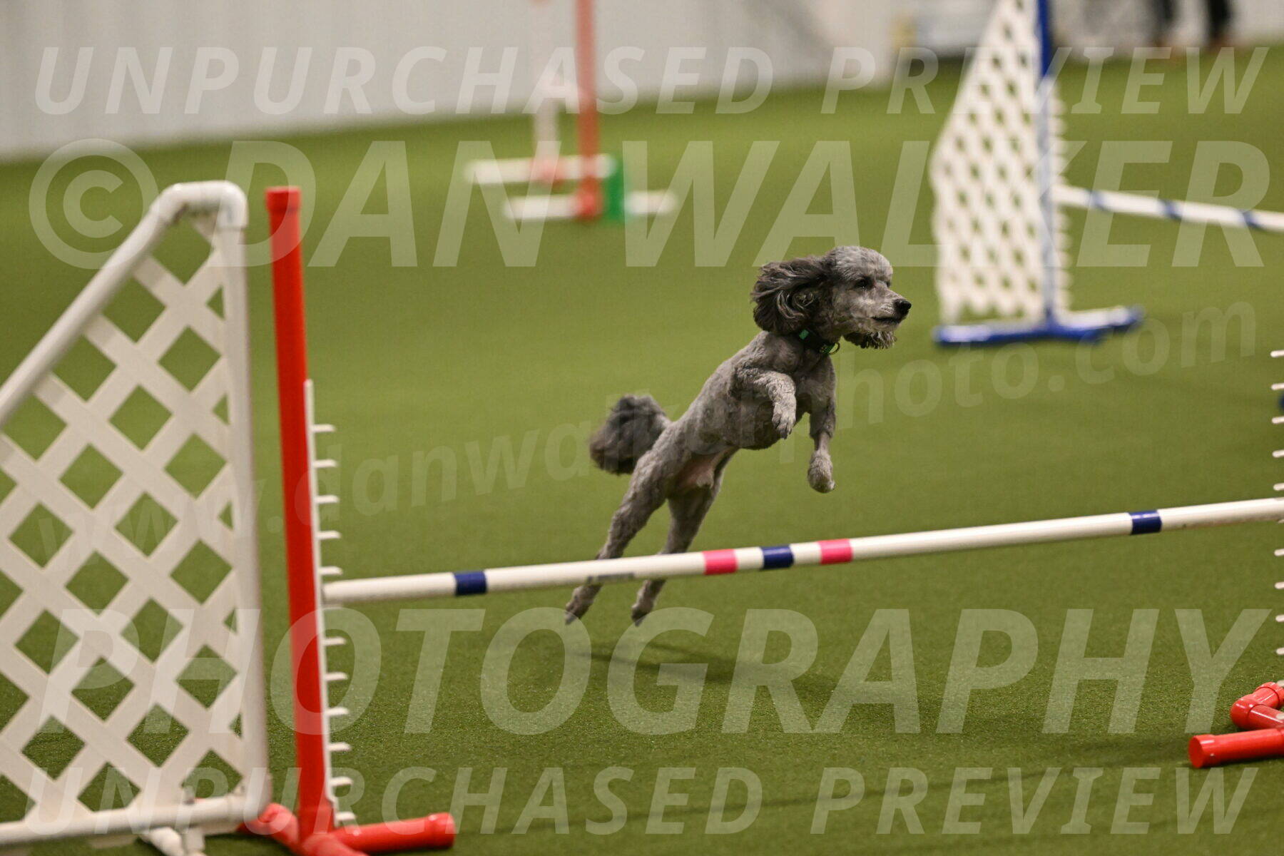 Fizz-Lori-Bieber-00096