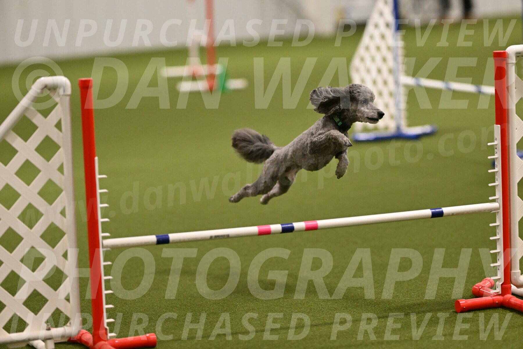 Fizz-Lori-Bieber-00097