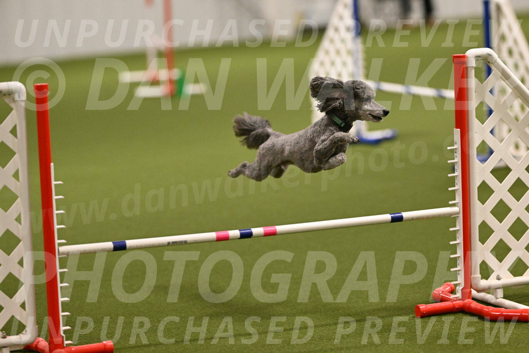 Fizz-Lori-Bieber-00098