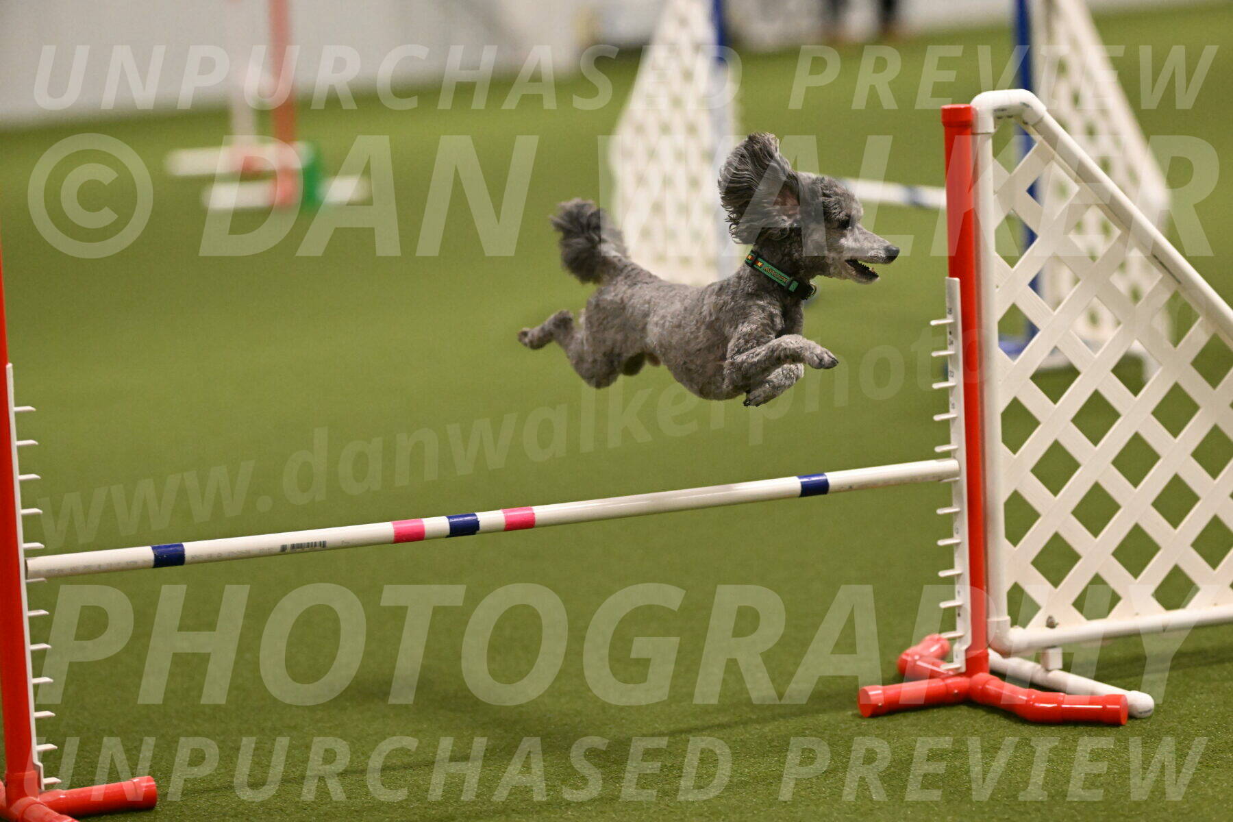 Fizz-Lori-Bieber-00099