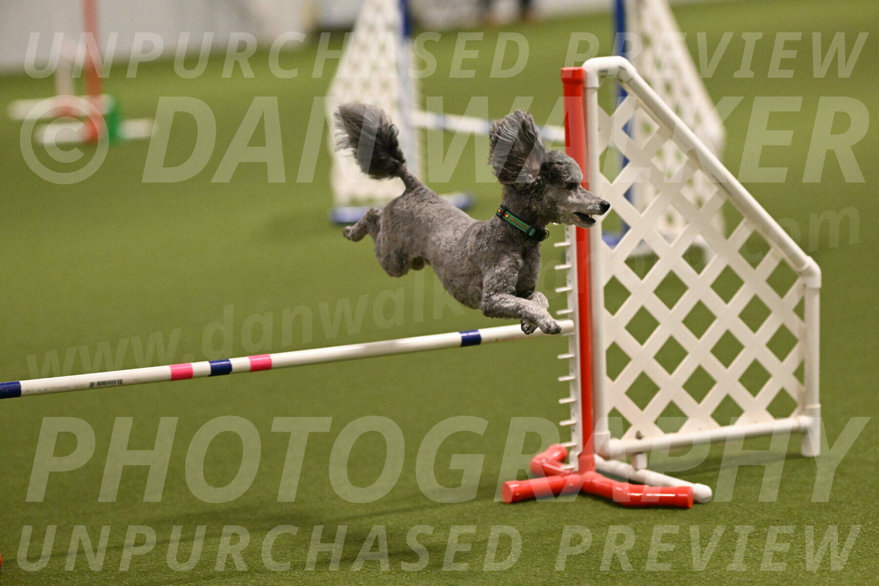 Fizz-Lori-Bieber-00100