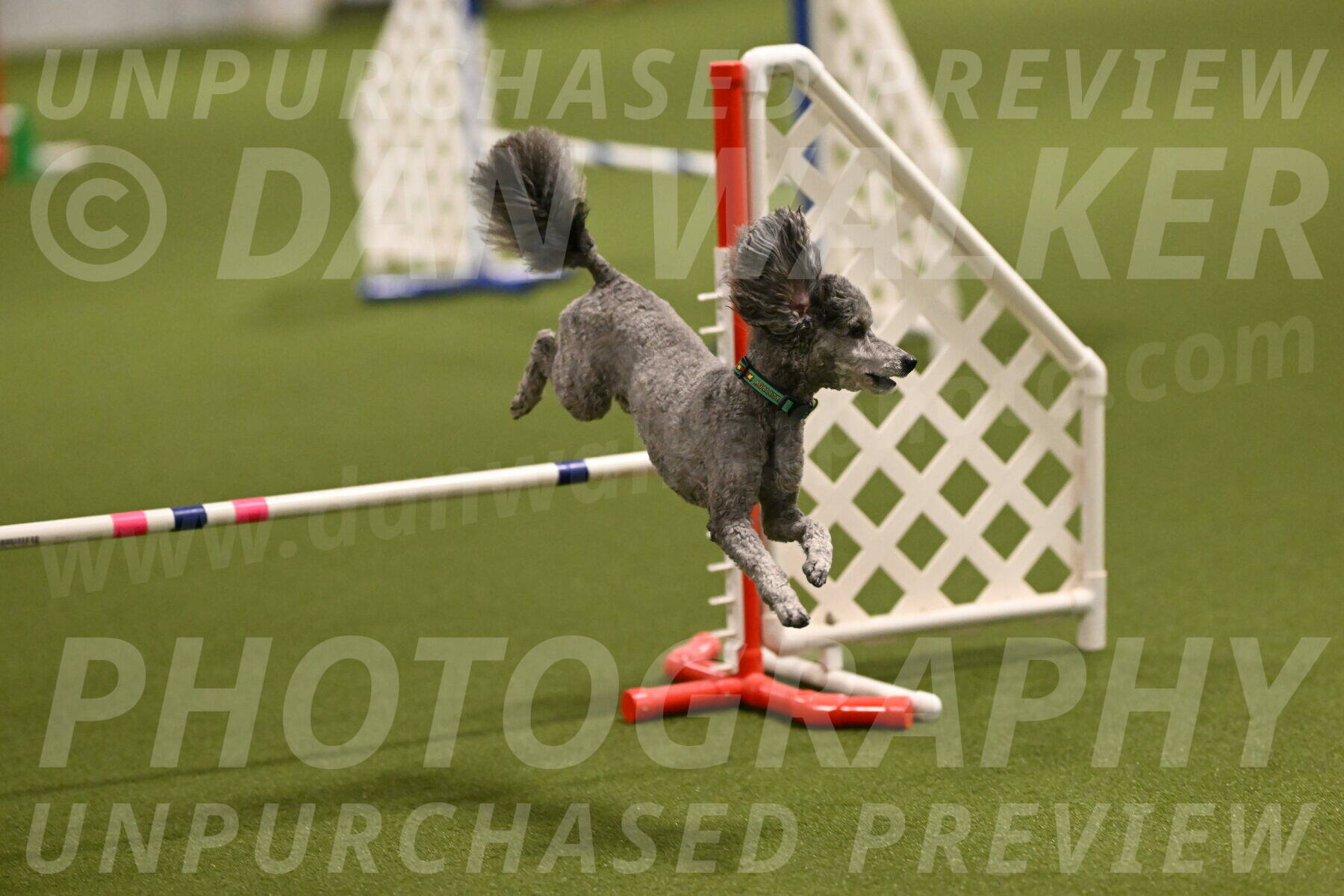 Fizz-Lori-Bieber-00101