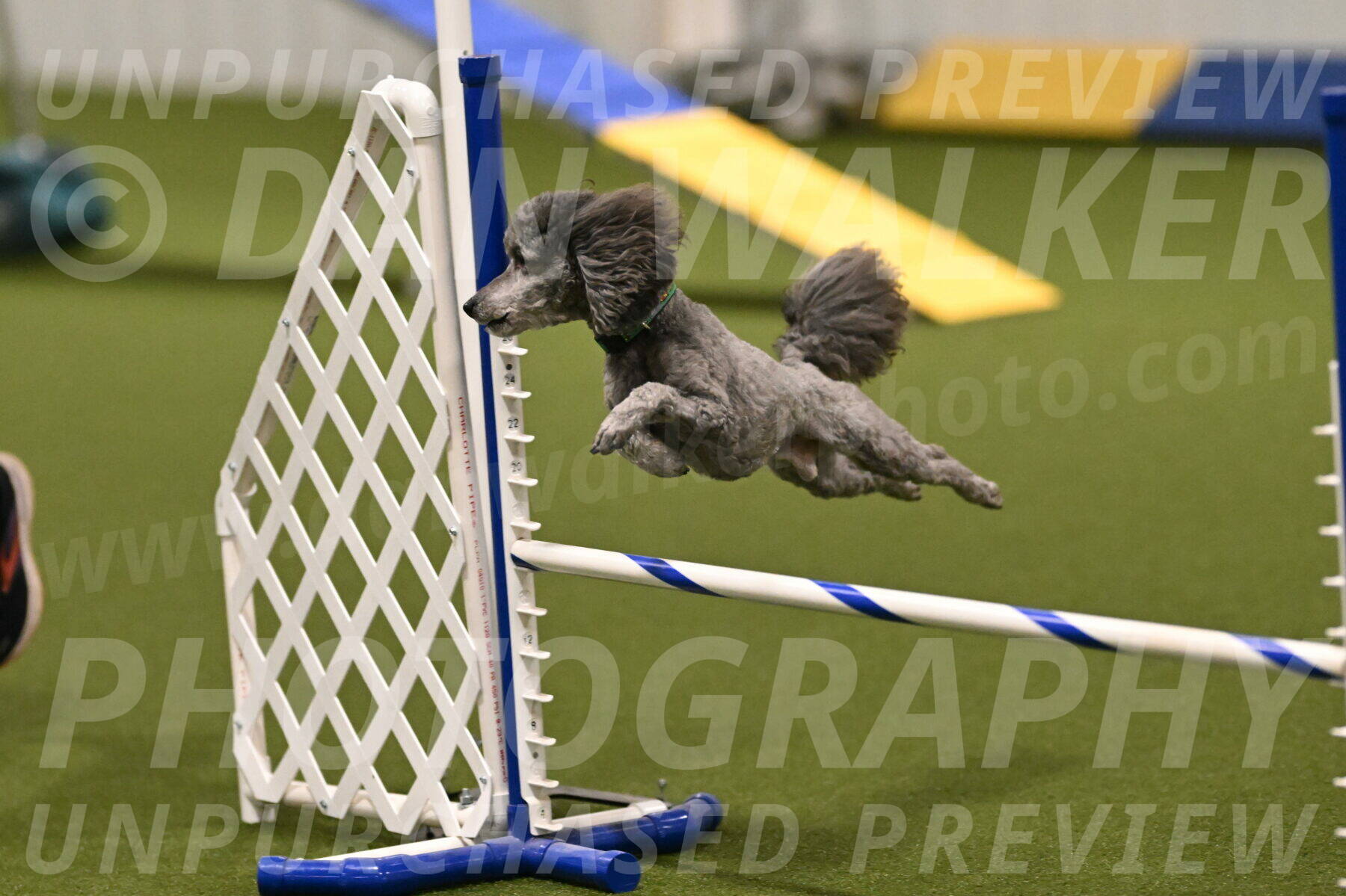 Fizz-Lori-Bieber-00105