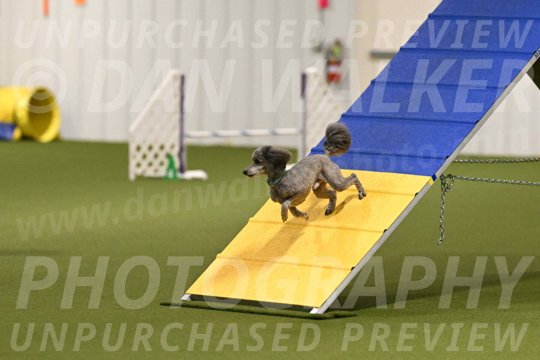 Fizz-Lori-Bieber-00111